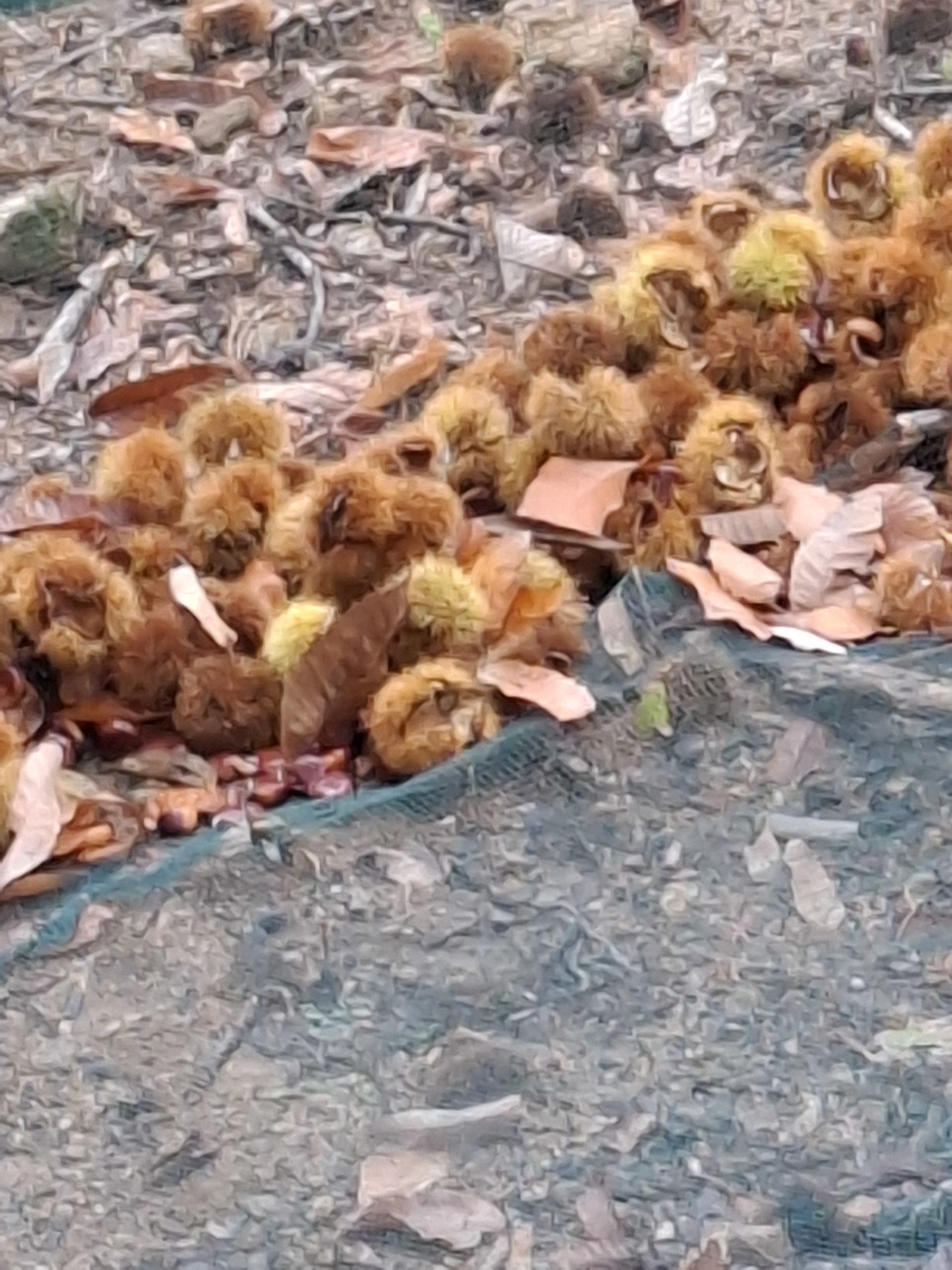 Acheter du miel local en AMAP à Annemasse