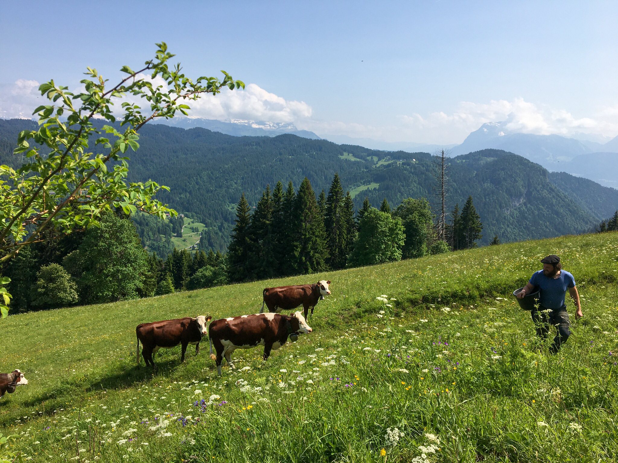 Eté 2025 à l'alpage (8) Fromage de chèvre bio en Haute-Savoie