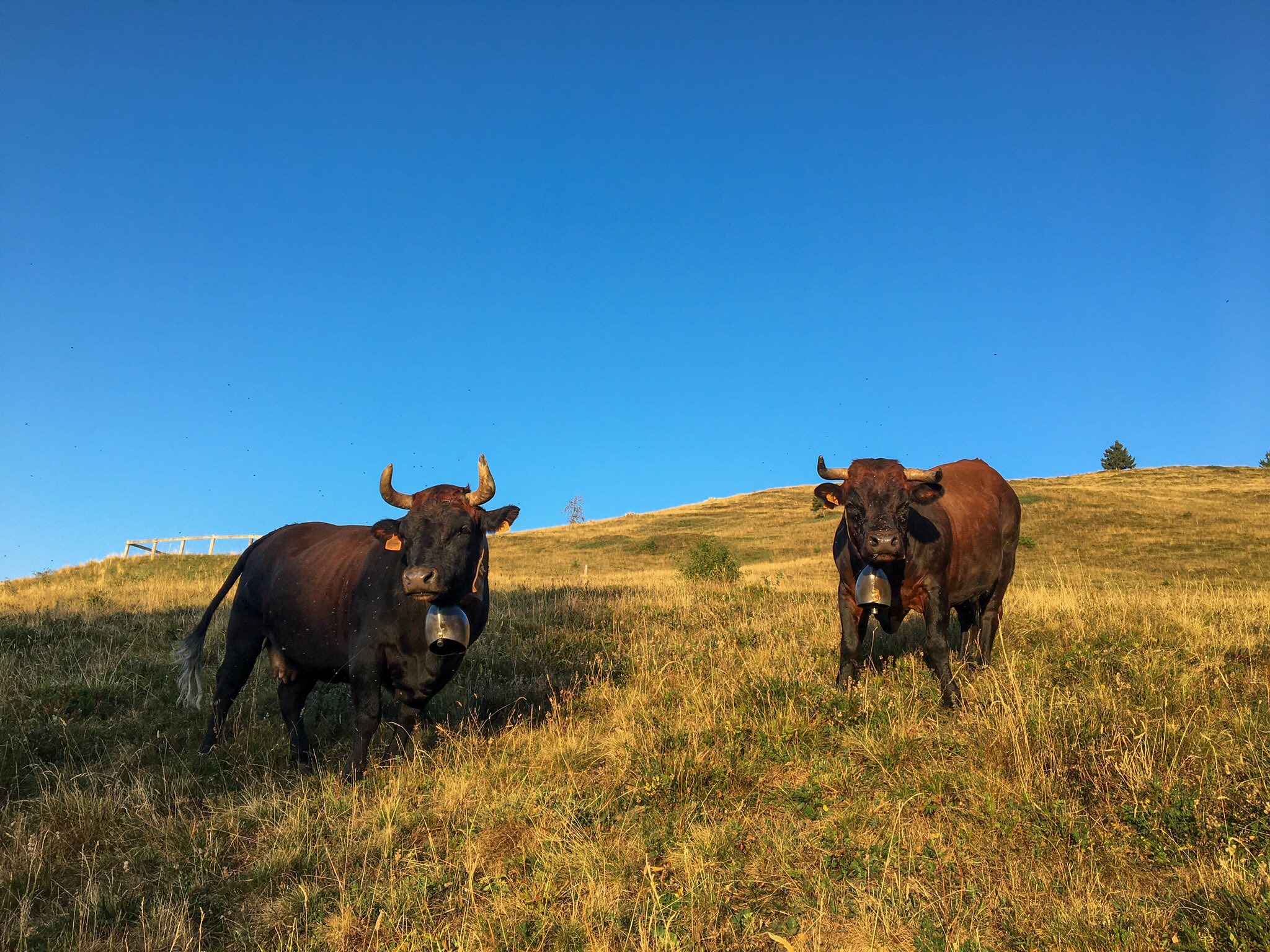 Eté 2025 à l'alpage (9) Vaches laitières, les patres des reines
